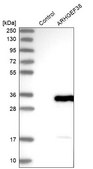 Anti-ARHGEF38 antibody produced in rabbit Prestige Antibodies® Powered by Atlas Antibodies, affinity isolated antibody, buffered aqueous glycerol solution