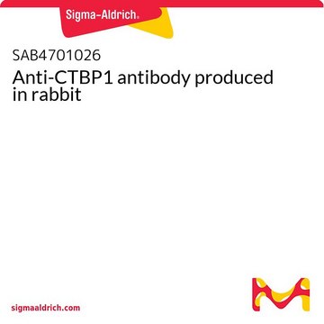 Anti-CTBP1 antibody produced in rabbit