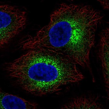 Anti-COL4A6 antibody produced in rabbit Prestige Antibodies&#174; Powered by Atlas Antibodies, affinity isolated antibody