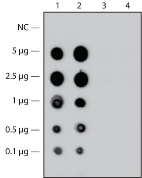 Monoclonal Anti-Factor V antibody produced in mouse clone HV-1, purified immunoglobulin, buffered aqueous solution