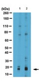 Anti-dimethyl Histone H3 (Arg2), symmetric Antibody serum, from rabbit