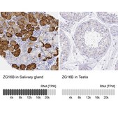 Anti-ZG16B antibody produced in rabbit Prestige Antibodies® Powered by Atlas Antibodies, affinity isolated antibody, buffered aqueous glycerol solution