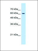 Anti-KIAA0319 antibody produced in rabbit IgG fraction of antiserum