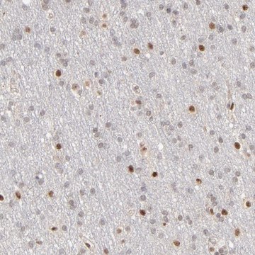 抗-NFIB 兔抗 Prestige Antibodies&#174; Powered by Atlas Antibodies, affinity isolated antibody, buffered aqueous glycerol solution