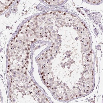 Anti-BATF2 antibody produced in rabbit Prestige Antibodies&#174; Powered by Atlas Antibodies, affinity isolated antibody, buffered aqueous glycerol solution