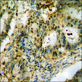 Anti-phospho-Tau (pSer404) antibody produced in rabbit affinity isolated antibody