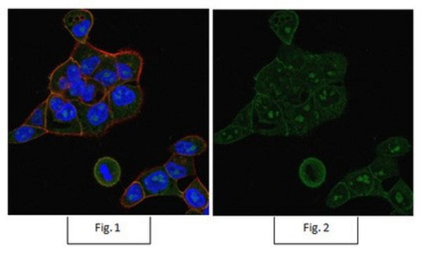 Anti-Rac1 Antibody, clone 23A8, Alexa Fluor&#8482; 488 Conjugate clone 23A8, from mouse, ALEXA FLUOR&#8482; 488