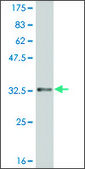 ANTI-HES2 antibody produced in mouse clone 1B12, purified immunoglobulin, buffered aqueous solution