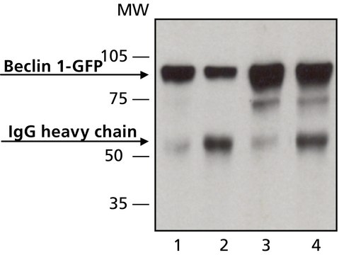 Anti-Beclin 1 (N-terminal) antibody produced in rabbit IgG fraction of antiserum, buffered aqueous solution