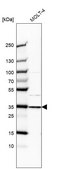 Anti-GTF2E2 antibody produced in rabbit Prestige Antibodies® Powered by Atlas Antibodies, affinity isolated antibody