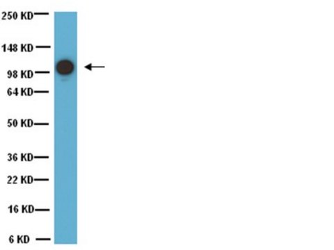 Anti-MCAM Antibody, clone P1H12 clone P1H12, Chemicon&#174;, from mouse