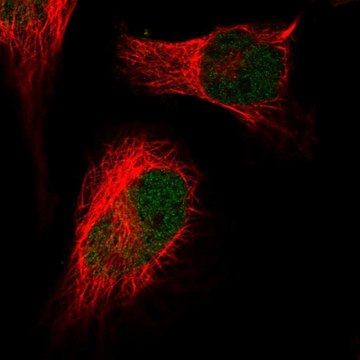 Anti-HIRA antibody produced in rabbit Prestige Antibodies&#174; Powered by Atlas Antibodies, affinity isolated antibody