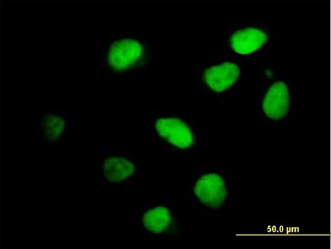 Anti-IKZF4 antibody produced in mouse purified immunoglobulin, buffered aqueous solution