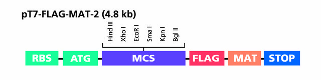 pT7-FLAG&#8482;-MAT-Tag&#174;-2 Expression Vector