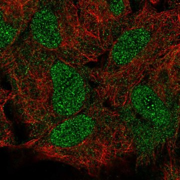 Anti-HOXB5 antibody produced in rabbit Prestige Antibodies&#174; Powered by Atlas Antibodies, affinity isolated antibody