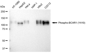 KD-Validated Anti-phospho-BCAR1(Tyr410) Antibody, clone 23GB3870, Rabbit Monoclonal clone 23GB3870, recombinant rabbit monoclonal, expressed in HEK293 cells