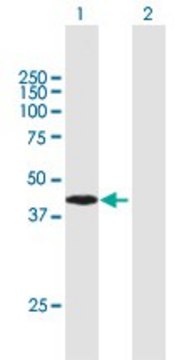 Anti-ARMC8 antibody produced in mouse purified immunoglobulin, buffered aqueous solution