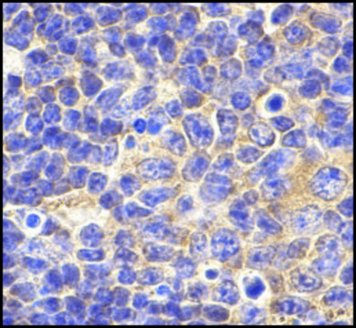 Anti-TLR1 (ab1) antibody produced in rabbit affinity isolated antibody, buffered aqueous solution