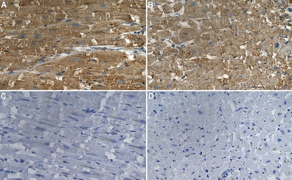 Anti-SPNS2 Antibody, clone 1F4 ZooMAb&#174; Rabbit Monoclonal recombinant, expressed in HEK 293 cells