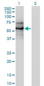 Monoclonal Anti-EBF antibody produced in mouse clone 1C12, purified immunoglobulin, buffered aqueous solution