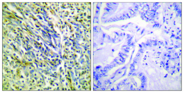 Anti-Aggrecan (Cleaved-Asp369), N-Terminal antibody produced in rabbit affinity isolated antibody