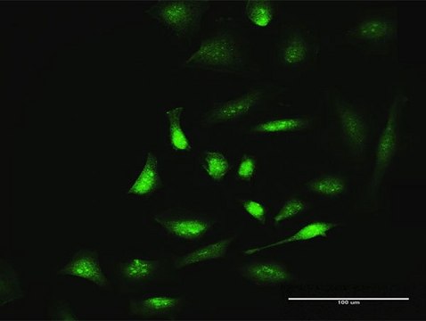 Anti-SIK1 antibody produced in rabbit purified immunoglobulin, buffered aqueous solution