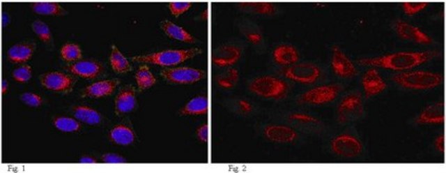 Anti-Girdin Antibody, CT, clone 10E6.1 clone 10E6.1, from mouse