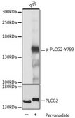 Anti-Phospho-PLCG2-Y759 antibody produced in rabbit