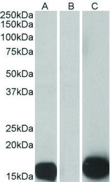 Anti-S100A7 antibody produced in goat affinity isolated antibody, buffered aqueous solution