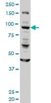 Monoclonal Anti-GOLGA1 antibody produced in mouse clone 6G3, purified immunoglobulin, buffered aqueous solution