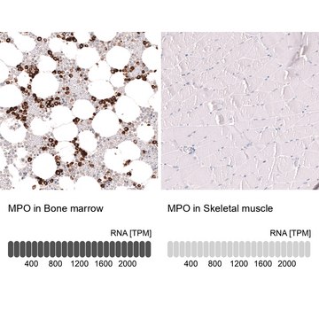 Monoclonal Anti-Mpo Antibody Produced In Mouse Prestige Antibodies&#174; Powered by Atlas Antibodies, clone CL15002, affinity isolated antibody, buffered aqueous glycerol solution