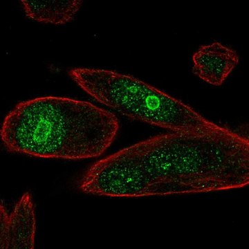 Anti-PHLDA1 antibody produced in rabbit Prestige Antibodies&#174; Powered by Atlas Antibodies, affinity isolated antibody