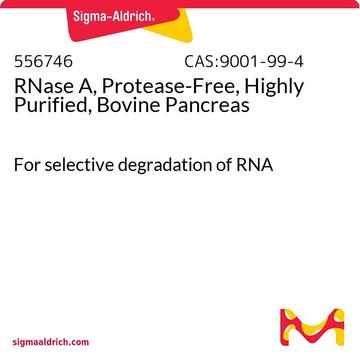 RNase A，无蛋白酶，高度纯化，牛胰腺 For selective degradation of RNA