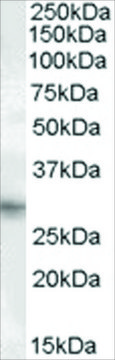 Anti-PRRX1 antibody produced in goat affinity isolated antibody, buffered aqueous solution