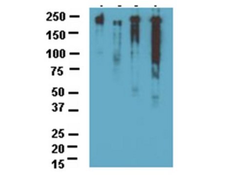 Anti-NOGO A Antibody Chemicon&#174;, from rabbit