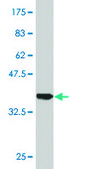Monoclonal Anti-TAOK3 antibody produced in mouse clone 1D8, purified immunoglobulin, buffered aqueous solution