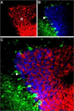 Anti-GABAA Receptor (&#945;6 subunit) antibody produced in rabbit affinity isolated antibody, lyophilized powder