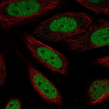 Anti-ZBTB6 antibody produced in rabbit Prestige Antibodies&#174; Powered by Atlas Antibodies, affinity isolated antibody