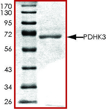 PDHK3, active, GST tagged human PRECISIO&#174; Kinase, recombinant, expressed in baculovirus infected Sf9 cells, &#8805;70% (SDS-PAGE), buffered aqueous glycerol solution