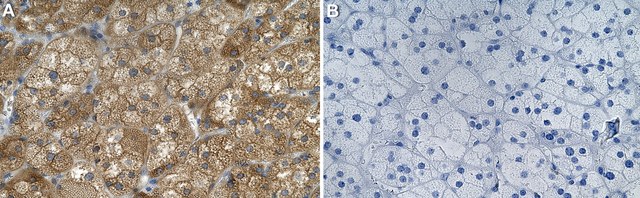 Anti-Rab9A Antibody, clone 1B16 ZooMAb&#174; Rabbit Monoclonal recombinant, expressed in HEK 293 cells