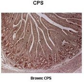 Anti-CPS1 (AB2) antibody produced in rabbit IgG fraction of antiserum