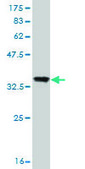 Monoclonal Anti-PCDHB10 antibody produced in mouse clone 4C4, purified immunoglobulin, buffered aqueous solution