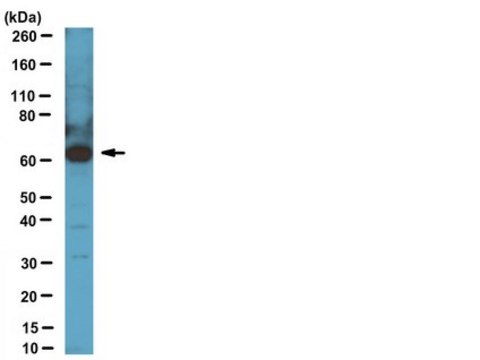 Anti-CDT1 Antibody serum, from rabbit