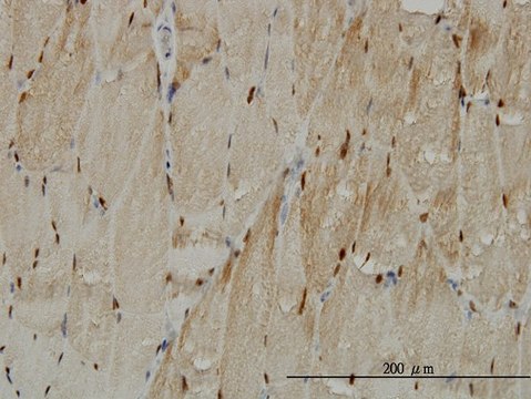 Monoclonal Anti-TTN antibody produced in mouse clone 2B3, purified immunoglobulin, buffered aqueous solution