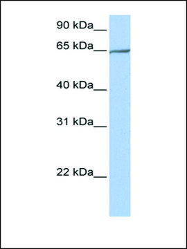 Anti-PCDHA4 (AB2) antibody produced in rabbit affinity isolated antibody