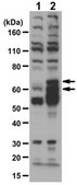 Anti-Grainyhead-Like 3/GRHL3 Antibody from rabbit, purified by affinity chromatography