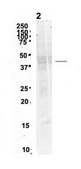 Anti-USP18 antibody produced in rabbit affinity isolated antibody