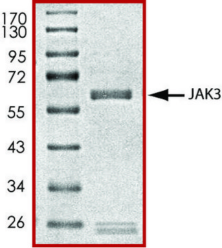 JAK3 (781-end), active, GST tagged human PRECISIO&#174; Kinase, recombinant, expressed in baculovirus infected Sf9 cells, &#8805;70% (SDS-PAGE), buffered aqueous glycerol solution