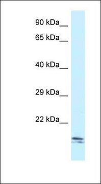 Anti-SEC11C antibody produced in rabbit affinity isolated antibody