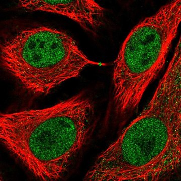 Anti-USP3 antibody produced in rabbit Prestige Antibodies&#174; Powered by Atlas Antibodies, affinity isolated antibody